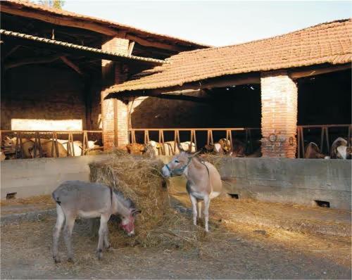 Fattoria Agriturismo Bigongiari Lucca Exteriör bild
