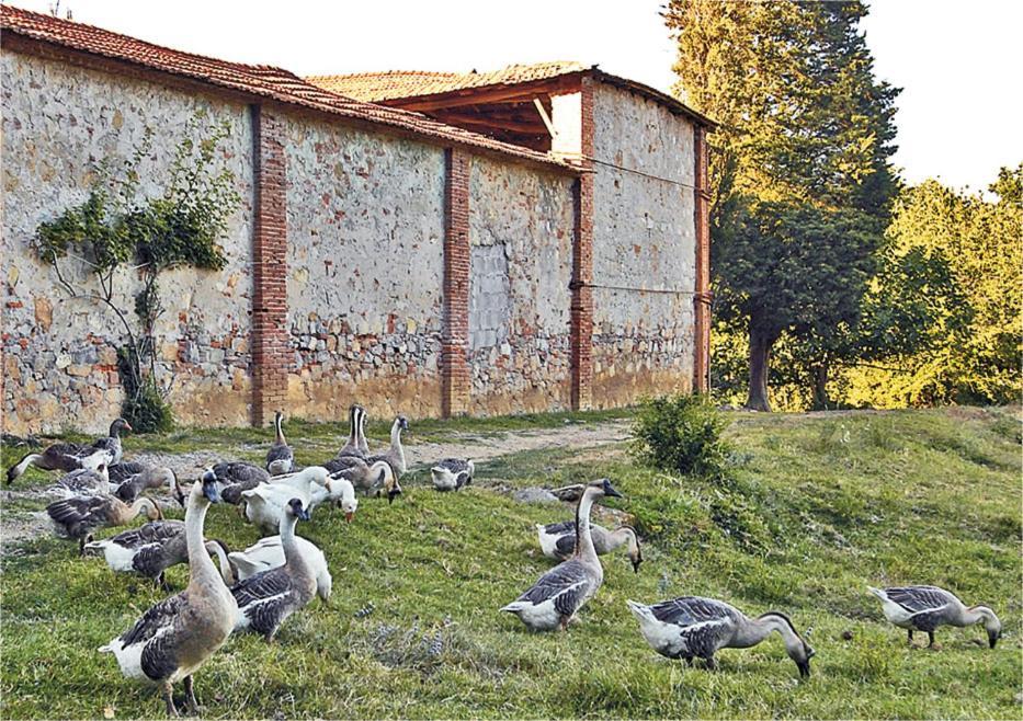 Fattoria Agriturismo Bigongiari Lucca Exteriör bild